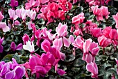 CYCLAMEN MIX