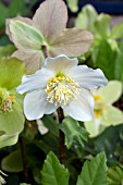 HELLEBORUS JACOB