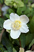 HELLEBORUS JACOB