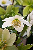 HELLEBORUS JACOB