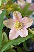 HELLEBORUS JACOB