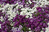 LOBULARIA MARITIMA CLEAR CRYSTAL MIX