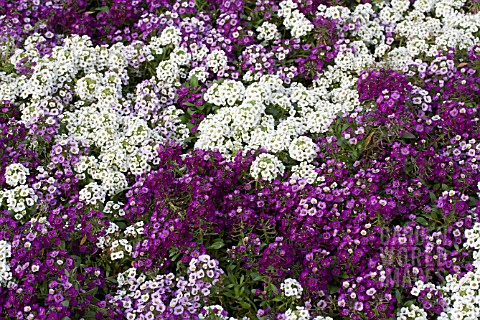 LOBULARIA_MARITIMA_CLEAR_CRYSTAL_MIX