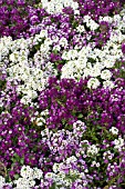 LOBULARIA MARITIMA CLEAR CRYSTAL MIX