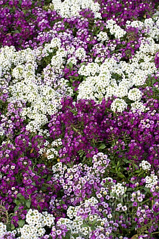 LOBULARIA_MARITIMA_CLEAR_CRYSTAL_MIX