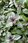 MENTHA PIPERITA PEPPERMINT