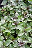 MENTHA PIPERITA PEPPERMINT