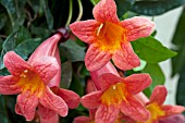 BIGNONIA CAPREOLATA TANGERINE BEAUTY