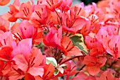 BOUGAINVILLEA BENGAL ORANGE