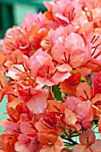 BOUGAINVILLEA BENGAL ORANGE