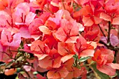 BOUGAINVILLEA BENGAL ORANGE