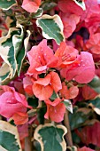 BOUGAINVILLEA BENGAL ORANGE