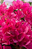 BOUGAINVILLEA OO-LA-LA