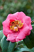 CAMELLIA JAPONICA BOB HOPE