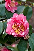 CAMELLIA JAPONICA BOB HOPE