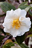 CAMELLIA JAPONICA SILVER WAVE