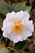 CAMELLIA JAPONICA SILVER WAVE