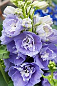 DELPHINIUM LAVENDER