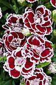 DIANTHUS CARYOPHYLLUS SUNFLOR