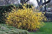 FORSYTHIA X INTERMEDIA