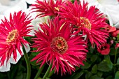 GERBERA JAMESONII FESTIVAL SPIDER ROSE