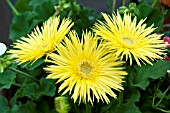 GERBERA JAMESONII FESTIVAL SPIDER YELLOW