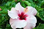 HIBISCUS ROSA SINENSIS CANDY WIND