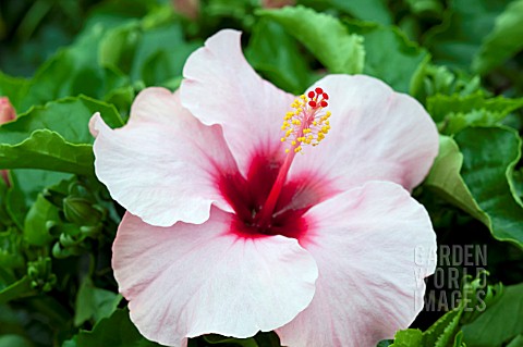 HIBISCUS_ROSA_SINENSIS_CANDY_WIND