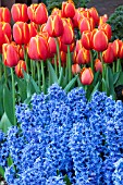 HYACINTHUS BLUE JACKET  TULIPA WORLDS FAVORITE