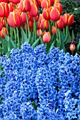 HYACINTHUS BLUE JACKET  TULIPA WORLDS FAVORITE