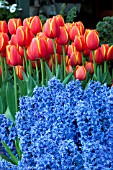 HYACINTHUS BLUE JACKET  TULIPA WORLDS FAVORITE