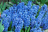 HYACINTHUS BLUE JACKET