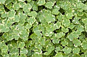 HYDROCOTYLE SIBTHORPIOIDES VARIEGATED PENNYWORT