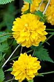 KERRIA JAPONICA PLENIFLORA