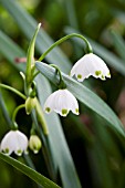 LEUCOJUM AESTIVUM