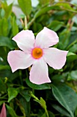 MANDEVILLA SUN PARASOL PRETTY PINK