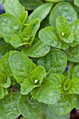 MENTHA SPICATA ENGLISH MINT