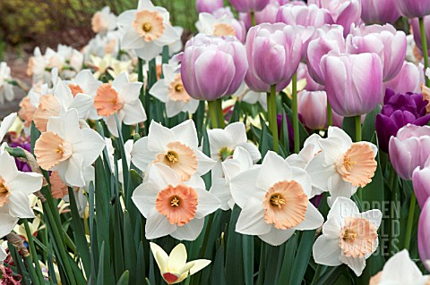 NARCISSUS_CHROMACOLOR__TULIPA_OLLIULES