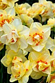 NARCISSUS TAHITI