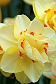 NARCISSUS TAHITI