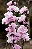 PRUNUS PERSICA FLOWERING PEACH PINK