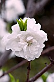 PRUNUS PERSICA FLOWERING PEACH WHITE