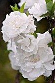 PRUNUS PERSICA FLOWERING PEACH WHITE