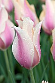 TULIPA BLUSHING LADY