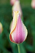 TULIPA BLUSHING LADY