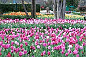 TULIPA GRAND STYLE  OLLIULES  MENTON  SAUTERNESS  RENOWN  KINGSBLOOD