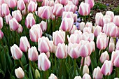 TULIPA OLLIOULES