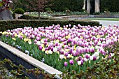 TULIPA OLLIULES  CLEARWATER  NARCISSUS LEMON GLOW