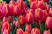 TULIPA WORLDS FAVORITE