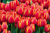 TULIPA WORLDS FAVORITE